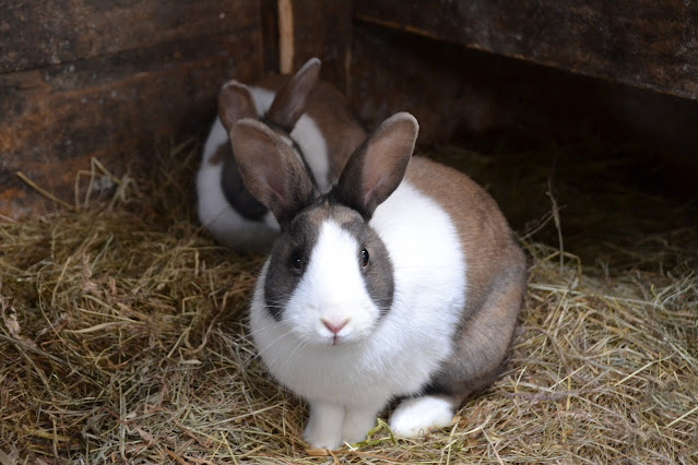 Pulgas en conejos