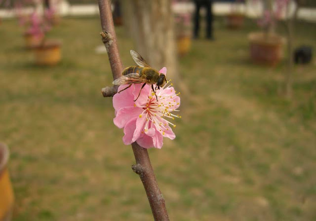 Plum Flowers