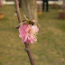 Plum Flowers