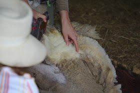 Schafe scheren Kurs