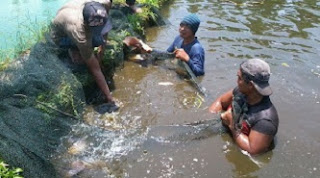 cara budidaya ikan gurame di kolam terpal dan beton,cara budidaya ikan gurame pdf,pembesaran  ikan gurame di kolam tanah,pembesaran  ikan gurame di kolam terpal,,