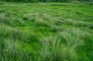 Travelling Ke Dieng Plateu Dan Menikmati Indahnya Padang Savana 