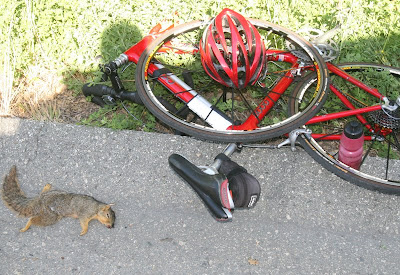 Squirrels and Carbon Forks