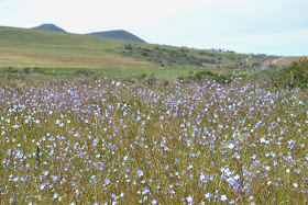 Field of flowers