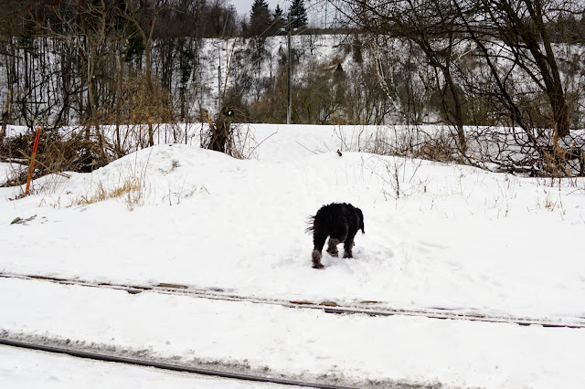 Accessing the new trails on the East Don River