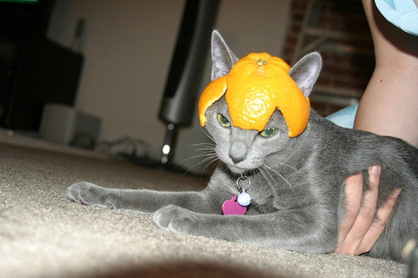 Funny cats wearing fruit helmets, funny cats, funny cat pictures, cat pictures, cute cats