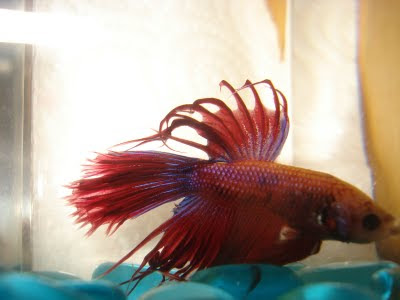 crowntail betta splenden