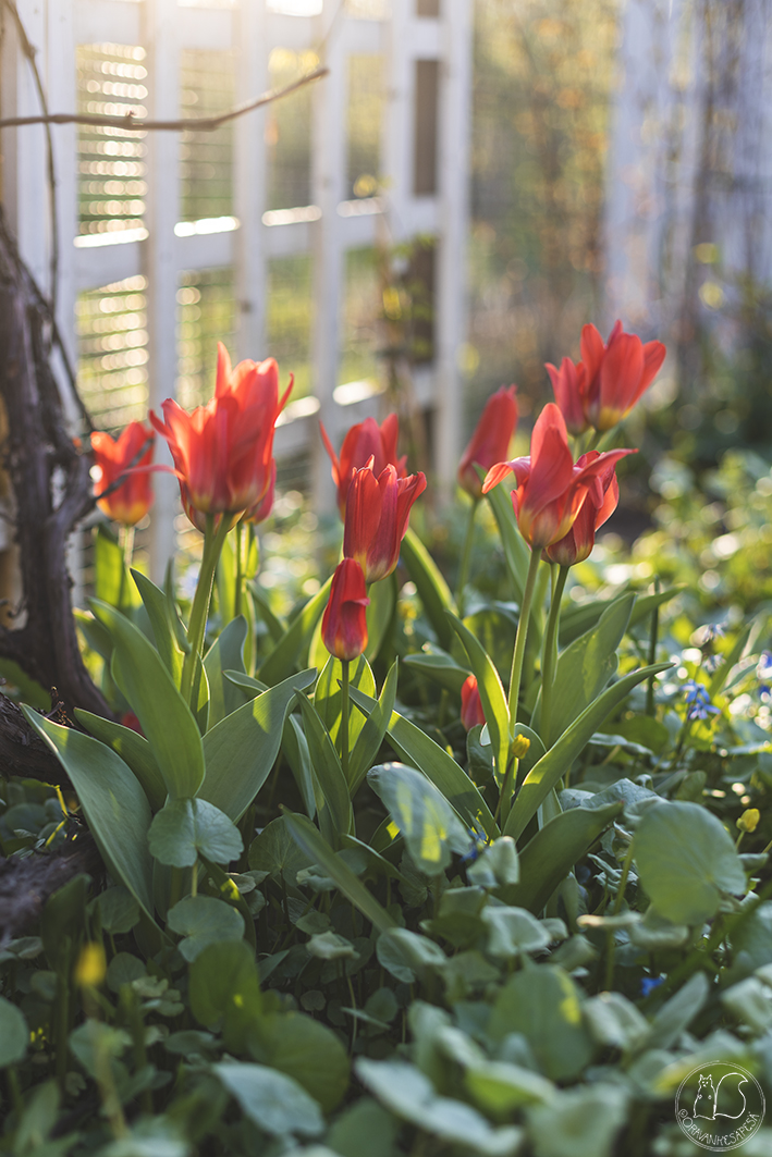 siirtolapuutarha lummetulppaani Tulipa kaufmanniana