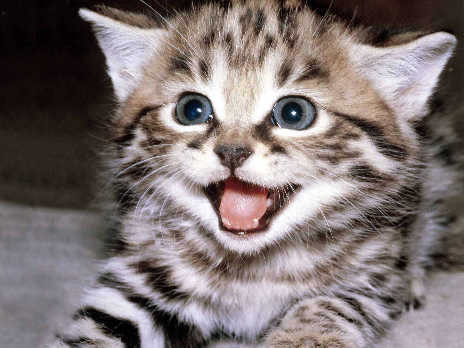 20 Gambar Kucing Dan Anak Kucing Lucu