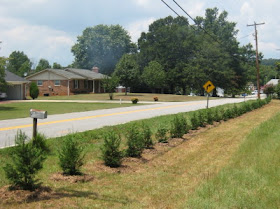 Hedge of little Leyland Cypress trees