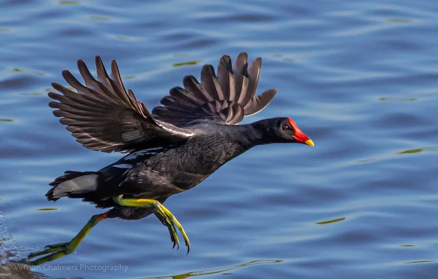 Common Moorhen Sprinting Diep River Woodbridge Island Vernon Chalmers Photography