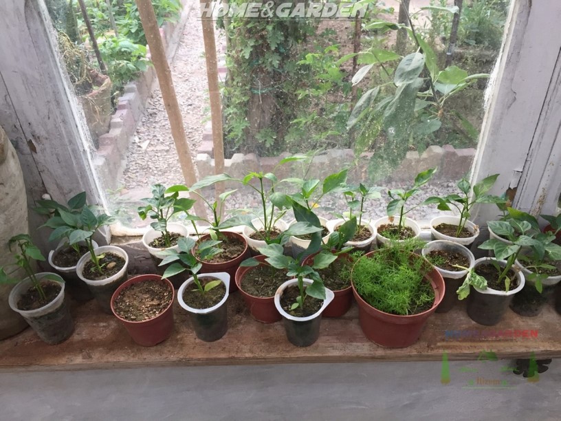 Move the seedlings to a sunny southern window until you can transplant them into the garden. Don't set out your pepper transplants until night temperatures average around 55-60 degrees F.