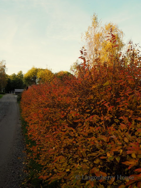 lingonberryhouse, autimn, summer cottage, kesämökki, syksy, viivi, vene, boat