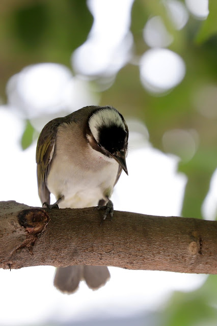 Canon EF70-300mm f/4-5.6L IS USM(胖白) 松山文創園區 拍鳥 試拍照