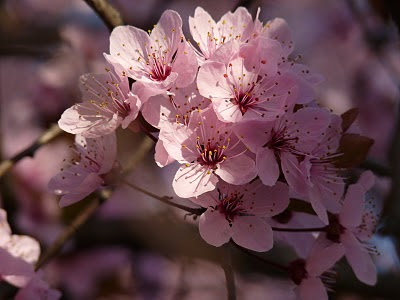 Beautiful flower, Sakura