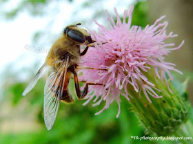 Drone Fly