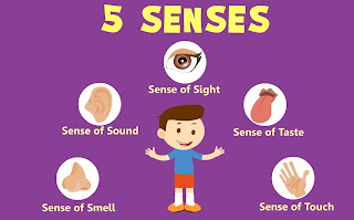 Human Anatomy and Physiology - Sense Organs B. Pharma Class Notes 1st Semester Pharmacy Wisdom