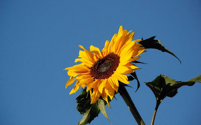 Beautiful Sunflower Widescreen Wallpaper 10