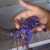 Raríssima lagosta azul é pescada em Maragogi (AL)