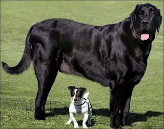 Giant Dogs, How Big It Can Get