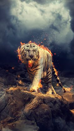 Fire Tiger Wallpaper for mobile