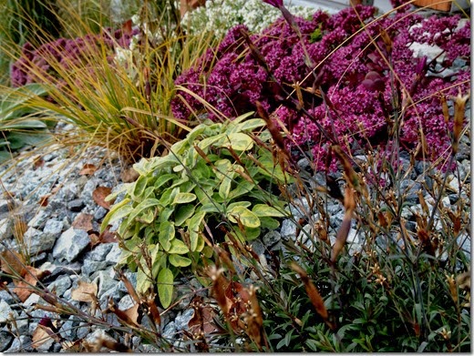 Salvia, Sedum, Carex (collected locally), Dianthus, Alyssum, Stachys