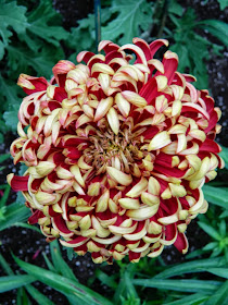 Allan Gardens Conservatory Chrysanthemum Show 2013 fall mum detail by garden muses-a Toronto gardening blog