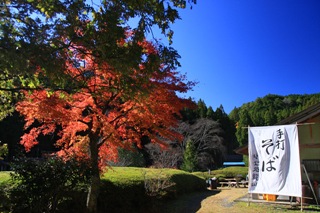 whiteFin046