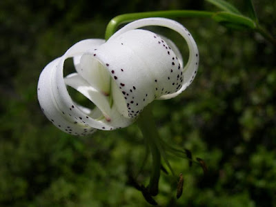 Лилия талийская (Lilium taliense)