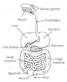 Diagram of digestive system | Simple digestive system diagram | Digestive system easy