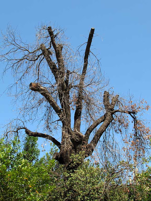 Albero secco, Attias, Livorno