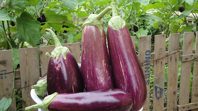  Benefits and benefits of eggplant for healthy health benefits, benefits of eggplant dutch for health benefitscoids, benefits of eggplant purple for health indotopinfocom, benefits of eggplant for health benefits of fruit for health, benefits of eggplant for health benefits benefits of eggplant for men, purple eggplant for women, The danger of eggplant, the benefits of green eggplant, eggplant side effects, the benefits of fried purple eggplant, purple eggplant benefit for purple eggplant purple recipes