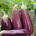 Eating Eggplant makes impotent, Is that so? Read first do not believe directly