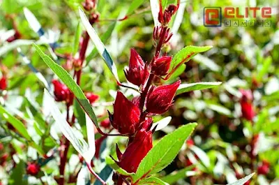 Rosella Flower