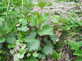 woodland nettle soup recipe