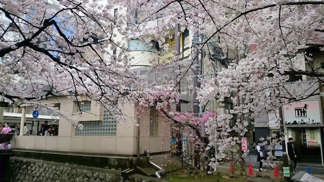 Japan cherry blossoms