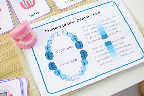 Dental Themed Unit: Primary and Permanent Teeth Development