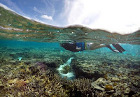 A tourist snorkels above coral in the lagoon located on Lady Elliot Island on the Great Barrier Reef, north-east from the town of Bundaberg in Queensland, Australia, June 9, 2015. (Credit: Reuters/David Gray/File Photo) Click to Enlarge.