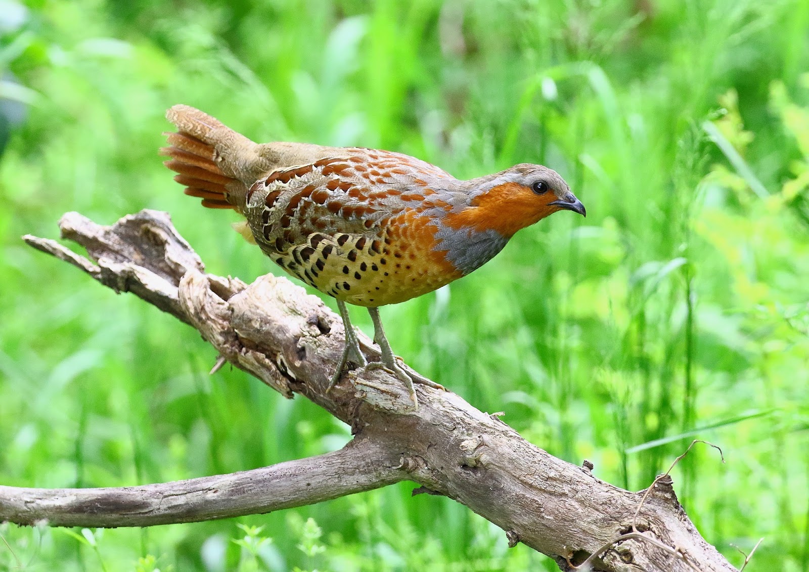 Zipang Club Hirakata Diary Blog 16 04 23 淀川河川敷枚方地区の野鳥撮影 コジュケイ 午後のポイント Wild Bird Photography Of Yodogawa Riversid