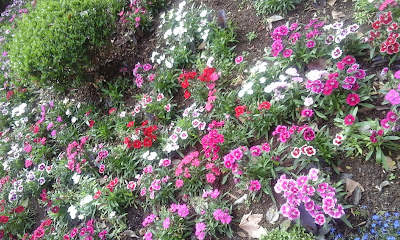 A foto mostra as flores da primavera embelezando a natureza e trazendo perfume para todos. 