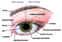 Ilustración del ojo humano señalando sus partes externas e internas