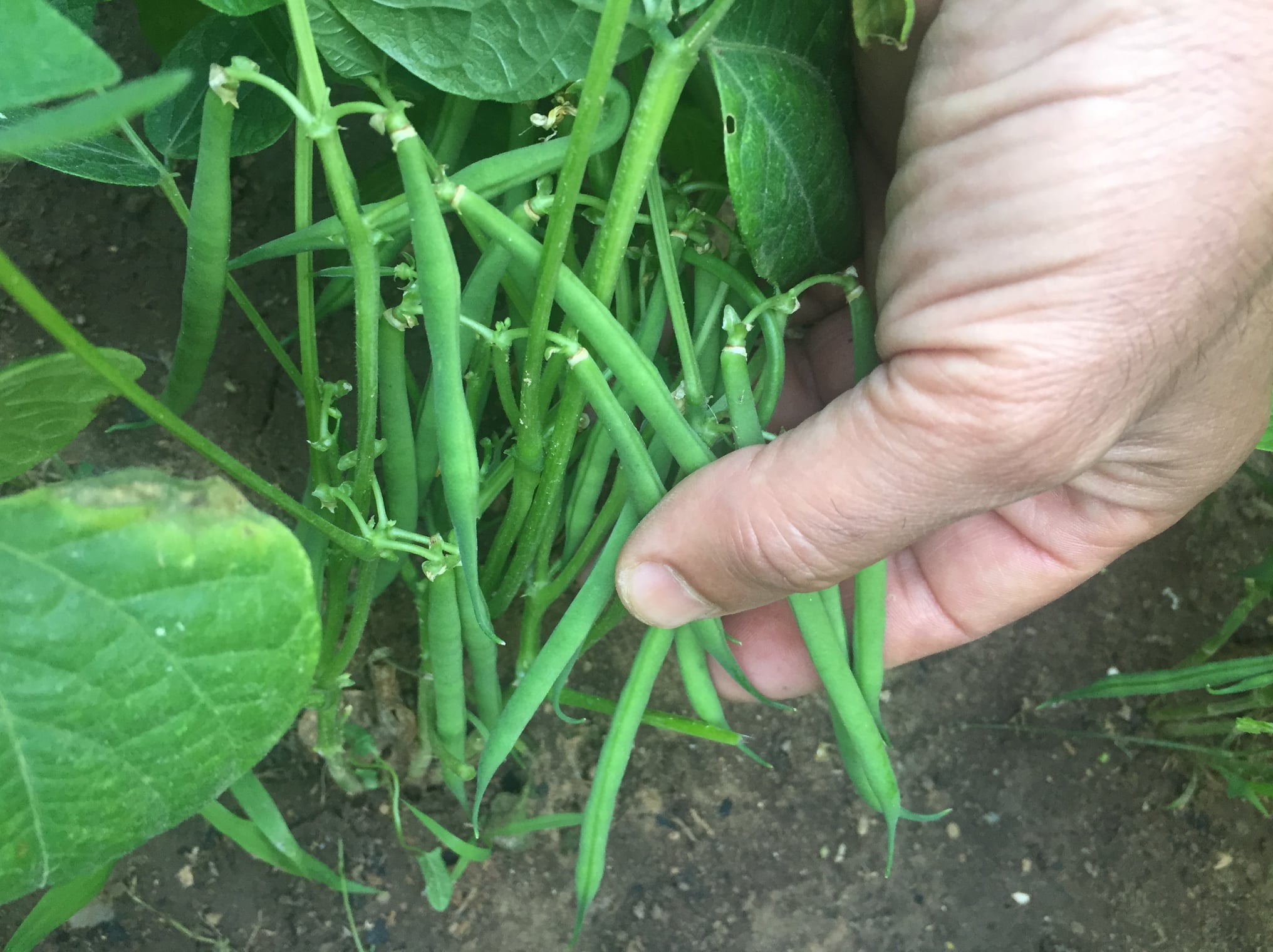 Black turtle beans are quite productive, and continued producing pods as long as you kept picking them. One of the advantages of growing  black turtle beans is that they can be used as either fresh beans with edible pods, if picked young, or as dried beans if they are allowed to mature on the plant.