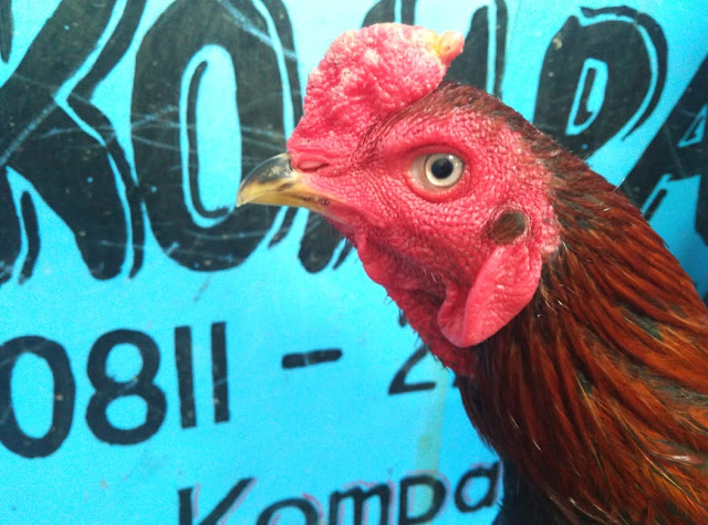 Inilah manfaat tomat untuk ayam aduan