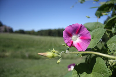 morning glory 31 days to better photo f3.5