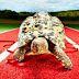 Bertie kura - kura tercepat di Dunia