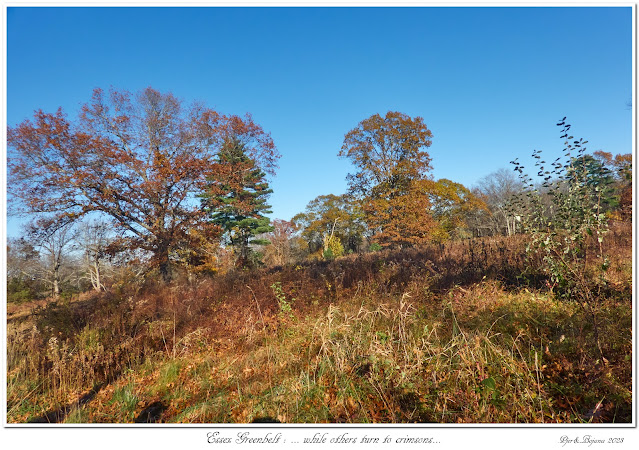 Essex Greenbelt: ... while others turn to crimsons...