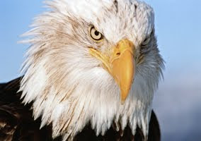 eagle face wilad animal bird picture species aves carnivorous wallpaper