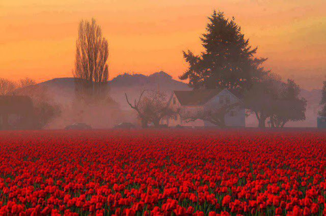 Tulip Season - Skagit Valley, WA.