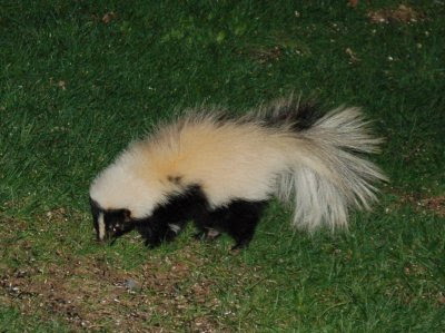 White skunk eating sunflower seeds