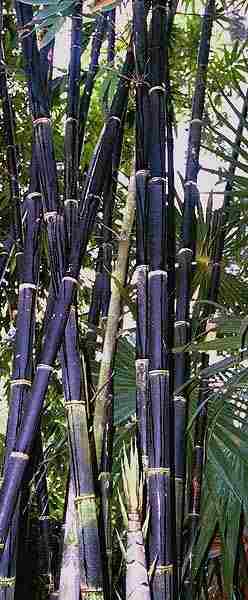  Jenis  Bambu  Untuk  Tusuk Sate dan Tusuk Gigi Naga Mas 